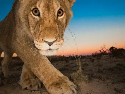 Wildlife photos
