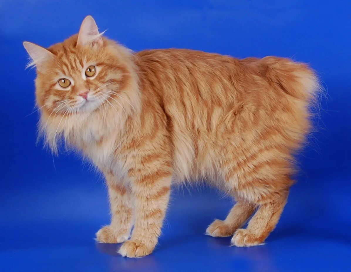 Bob tail