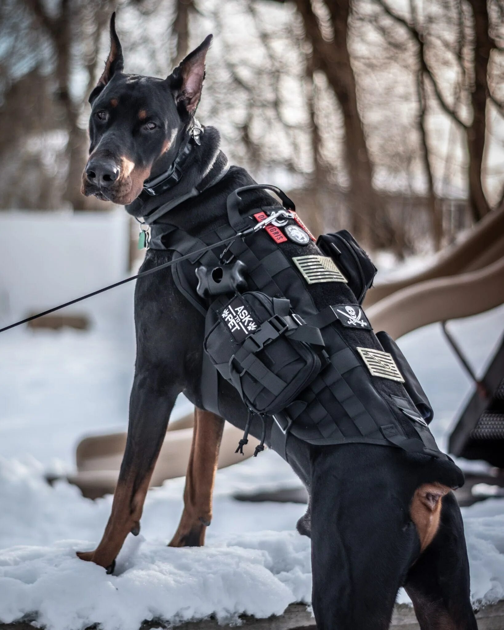 Собака в форме человека. Малинуа и Доберман. Американский Доберман пинчер. Police k9 шлейка Доберман. Доберман и овчарка.