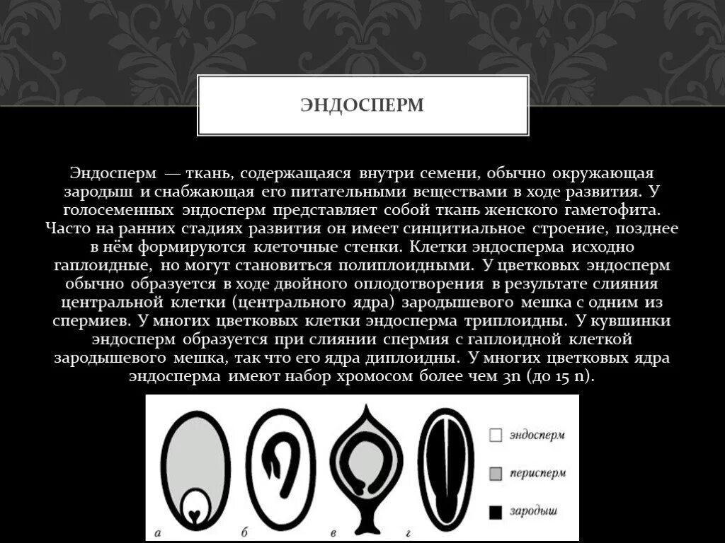 Какой набор хромосом эндосперма. Из чего образуется эндосперм у цветковых. Эндоспеомий. Эндосперм семени. Эндосперм образуется из.