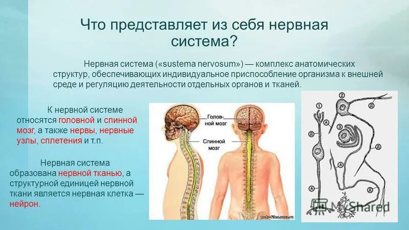 Окружающий мир 3 класс нервная система человека. Нервная система. Нервная система человека. Строение нервной системы человека. Что представляет собой нервная система.