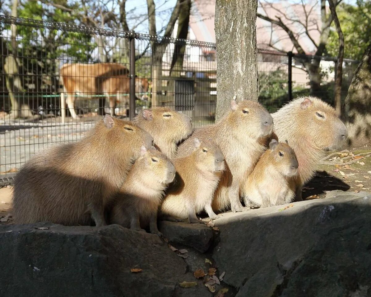 Сафари-парк краснодар капибары. Капибары берлин зоопарк. Контактный зоопарк коламбус. Капибара новосибирский зоопарк. Хабибара в московском зоопарке.