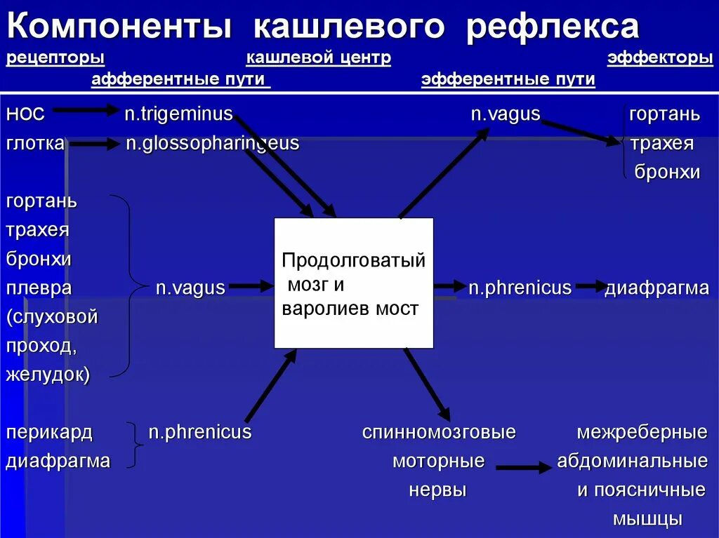 Компоненты кашлевого рефлекса. С рецепторы кашлевого рефлекса. Кашлевой центр рецепторы. Кашлевые рецепторы где находятся.