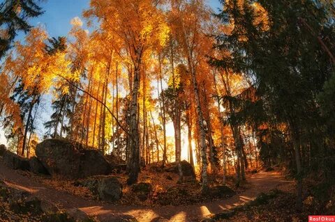 Монрепо осенью