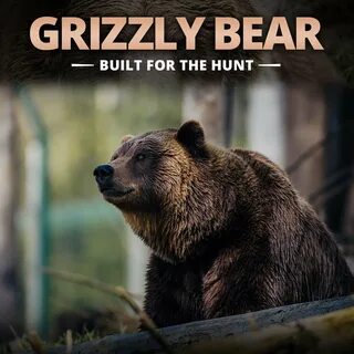 New bear