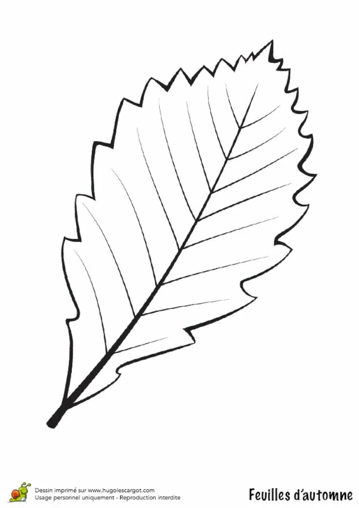 autumn leaves coloring pages. leaf autumn leaves coloring page copage. leaves pr