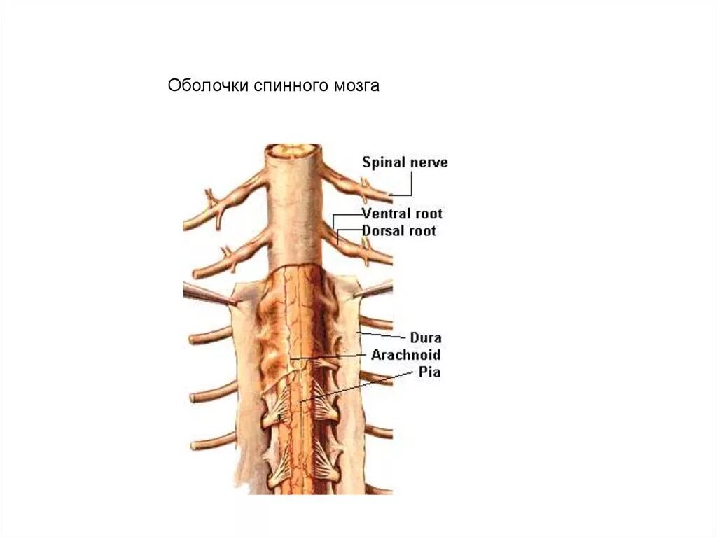 Мягкая оболочка спинного. Мягкая оболочка спинного мозга строение. Паутинная оболочка спинного мозга. Паутинная оболочка спинного мозга расположена. Твердая оболочка спинного мозга.