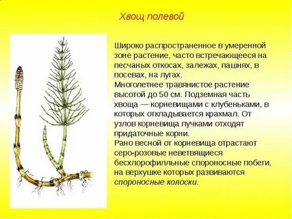 Хвощовые отдел споровых растений
