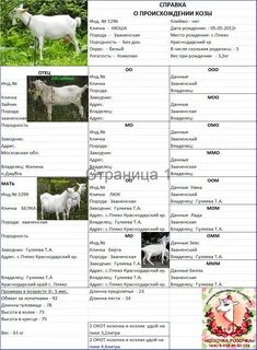 Сколько растут козы