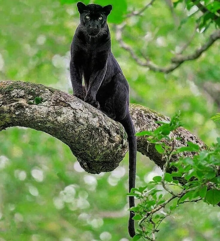 Brave Woman Plays 'Catch the Paw' With a Panther and It’s Impossible to Resist -