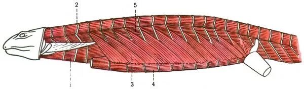 системы органов пресмыкающихся нервная система. анатомия рептилий. мышечная система класса земноводных. мышечная система пресмыкающихся схема. мышцы крокодила челюстные.