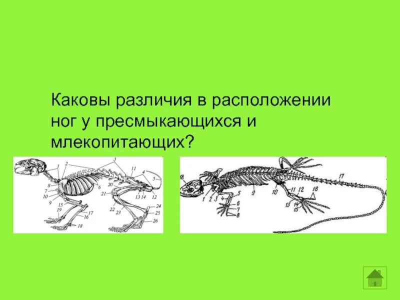 Рассмотри рисунки о каком нибудь пресмыкающемся