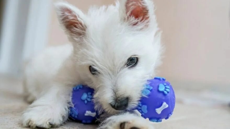 Pet n pet. Pet Toys. Joy щенок. Dog Toy. Little Love Pets игрушки.