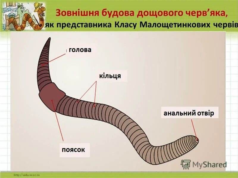 Задание дождевой червь. Строение дождевого черв. Схема внешнего строения дождевого червя. Внешнее строение дождевого червяка. Зовнішня будова дощового черв'яка.