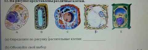 Строение клеток организмов разных царств таблица
