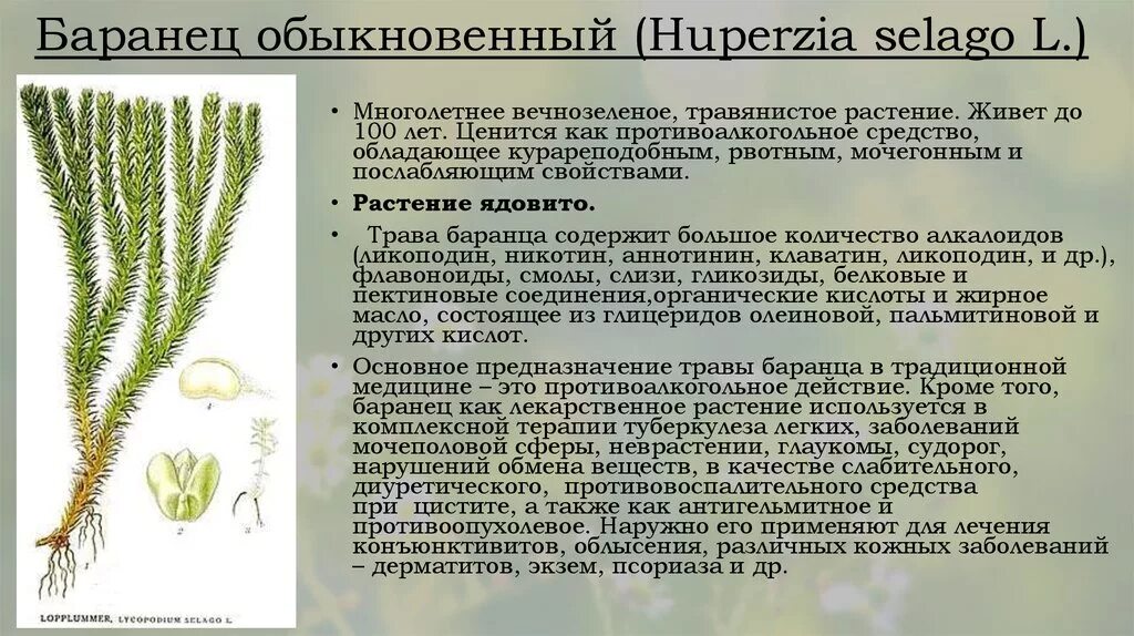 Баранец обыкновенный (Huperzia selago). Трава плауна Баранца. Плаун Баранец описание. Плаун Баранец обыкновенный. Белена черная ламинария плаун булавовидный