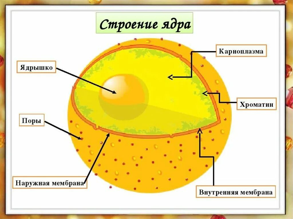 Ядрышко строение рисунок. Функции ядра эукариотической клетки. Строение ядра клетки растения. Строение ядра клетки рисунок. Что находится внутри ядра.