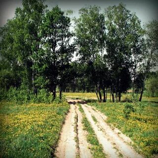 Среди густых