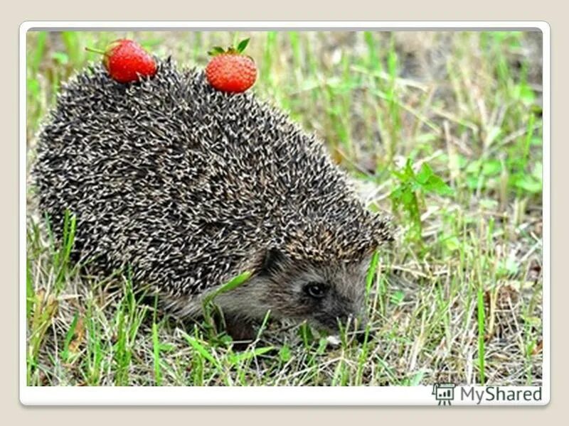 Ежи едят яблоки. Еж ест яблоко. Ежик осень. Ежик с ягодами. Ежики не едят яблоки.