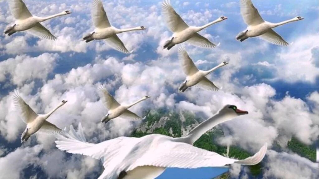 Стая лебедей. Журавль в небе. Лебеди улетают. Птицы улетают.