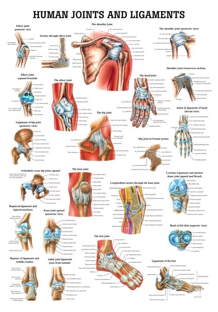 Human join. Human joints. суставы человека анатомия. knee joint ligaments.