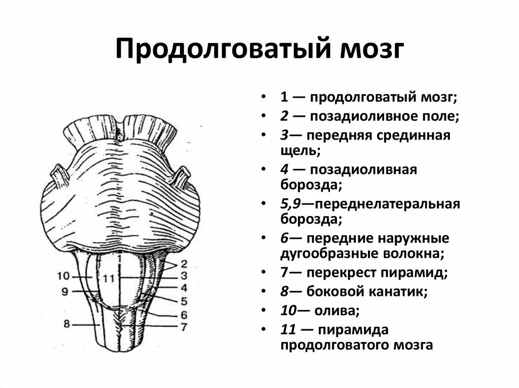 Каким номером на рисунке обозначен продолговатый мозг