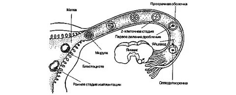 Открытие яйцеклетки