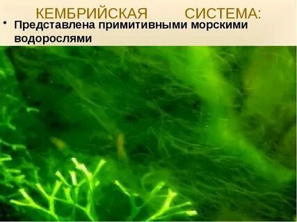 Спирогира это какая водоросль