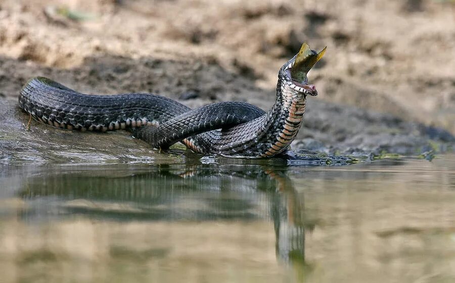 Змея водяной уж. Водяной уж и водяная гадюка. Водяной уж (Natrix tessellata). Уж обыкновенный плавает. Гадюки плавают
