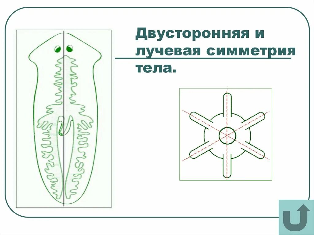 Тип симметрии двусторонняя. Двусторонняя симметрия у плоских червей. белая планария двусторонняя симметрия. симметрия тела плоских червей. тип симметрии белой планарии.