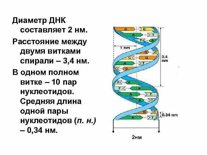 Составляющая днк. Диаметр двойной спирали ДНК. Длина витка спирали ДНК. Диаметр молекулы ДНК. Размер ДНК.