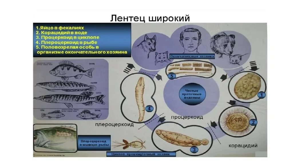 Широкий лентец какой. Широкий лентец образ жизни. процеркоид широкого лентеца.