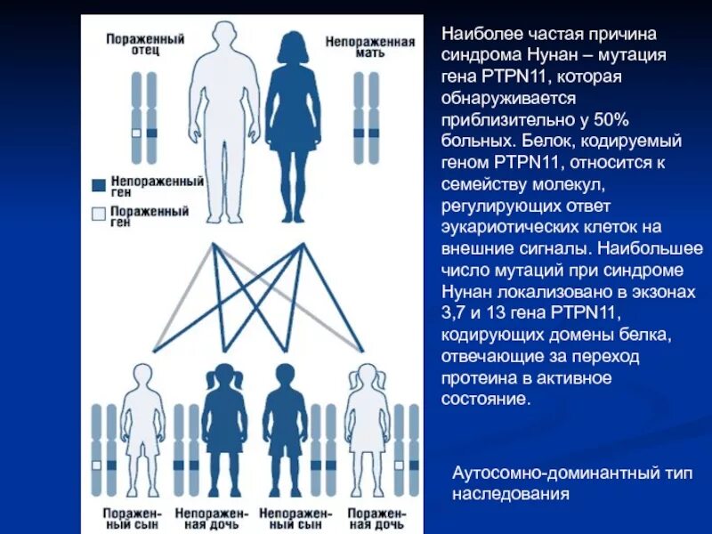 Схема наследования сцепленных с полом заболеваний. Кому какие гены передаются ребенку. Передача генов. Гены отца ребёнку передаются. Гены которые передаются по наследству.