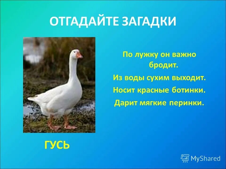 Загадка крылатый горластый красные ласты. Загадка про гуся. Загадка о Гусе. Загадка про гуся для детей. Загадка с отгадкой Гусь.