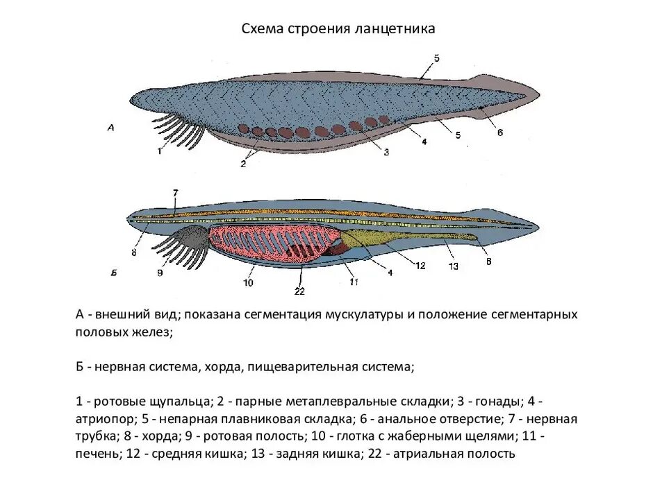 Ланцетник внешнее строение. Схема внутреннего строения ланцетника рис 108. внешнее строение ланцетника. внешнее строение ланцетника схема. нарисовать внутреннее строение ланцетника.