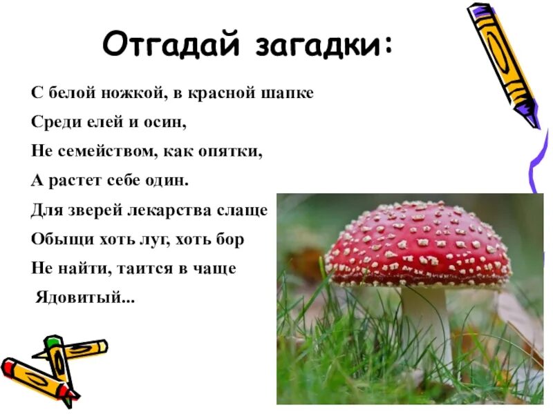 6 отгадай загадки