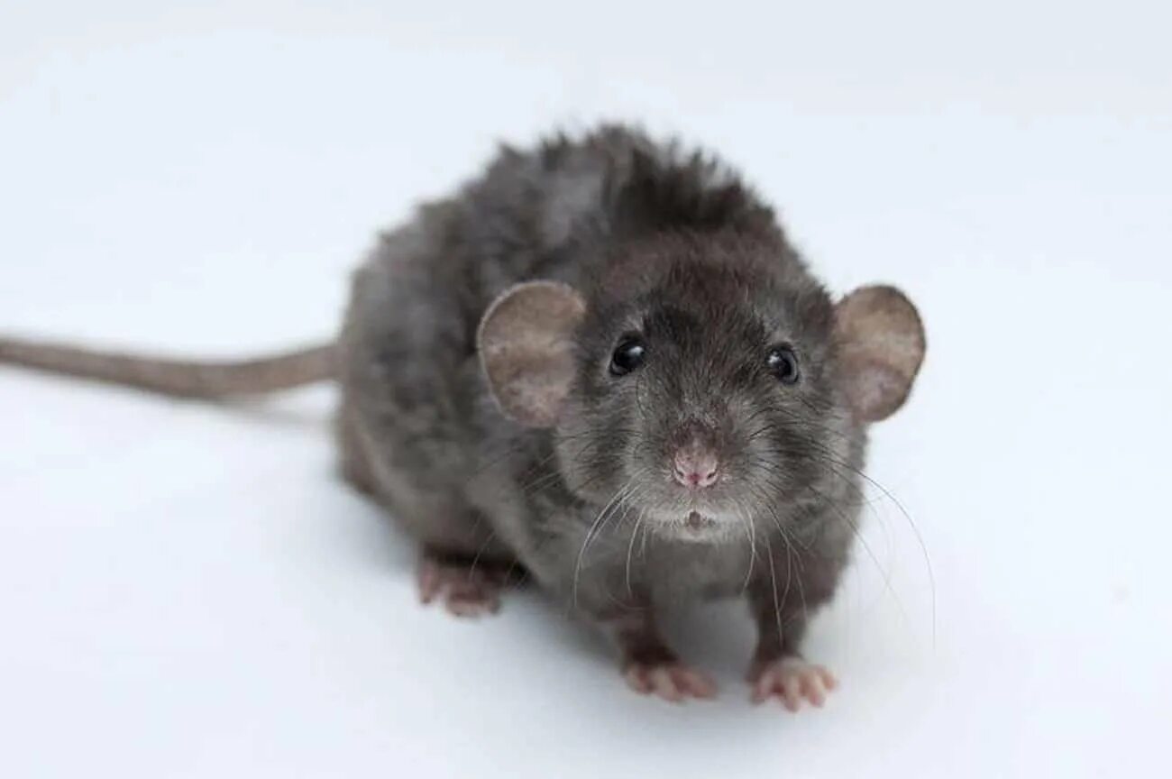 Крыса рекс. Крыса рекс. Крыса дабл рекс. Крыса рекс. Крыса агути рекс.