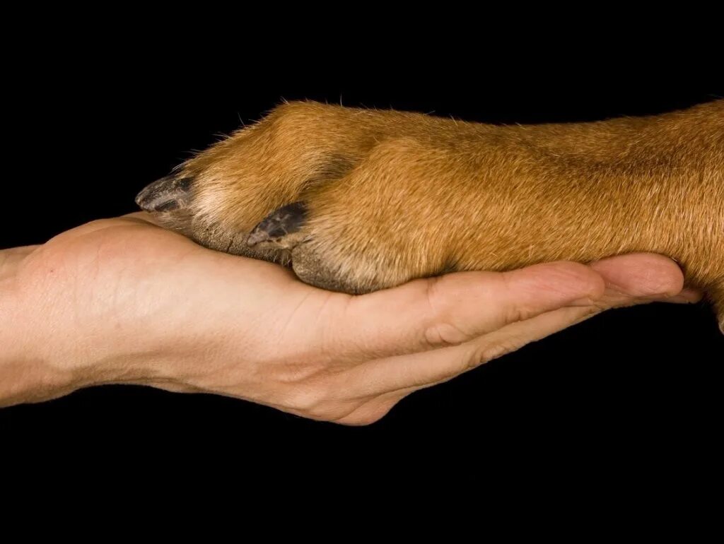 Рука шавка. Лапа собаки. Лапа собаки и человека. Рука и лапа. Собачья лапа и рука человека.
