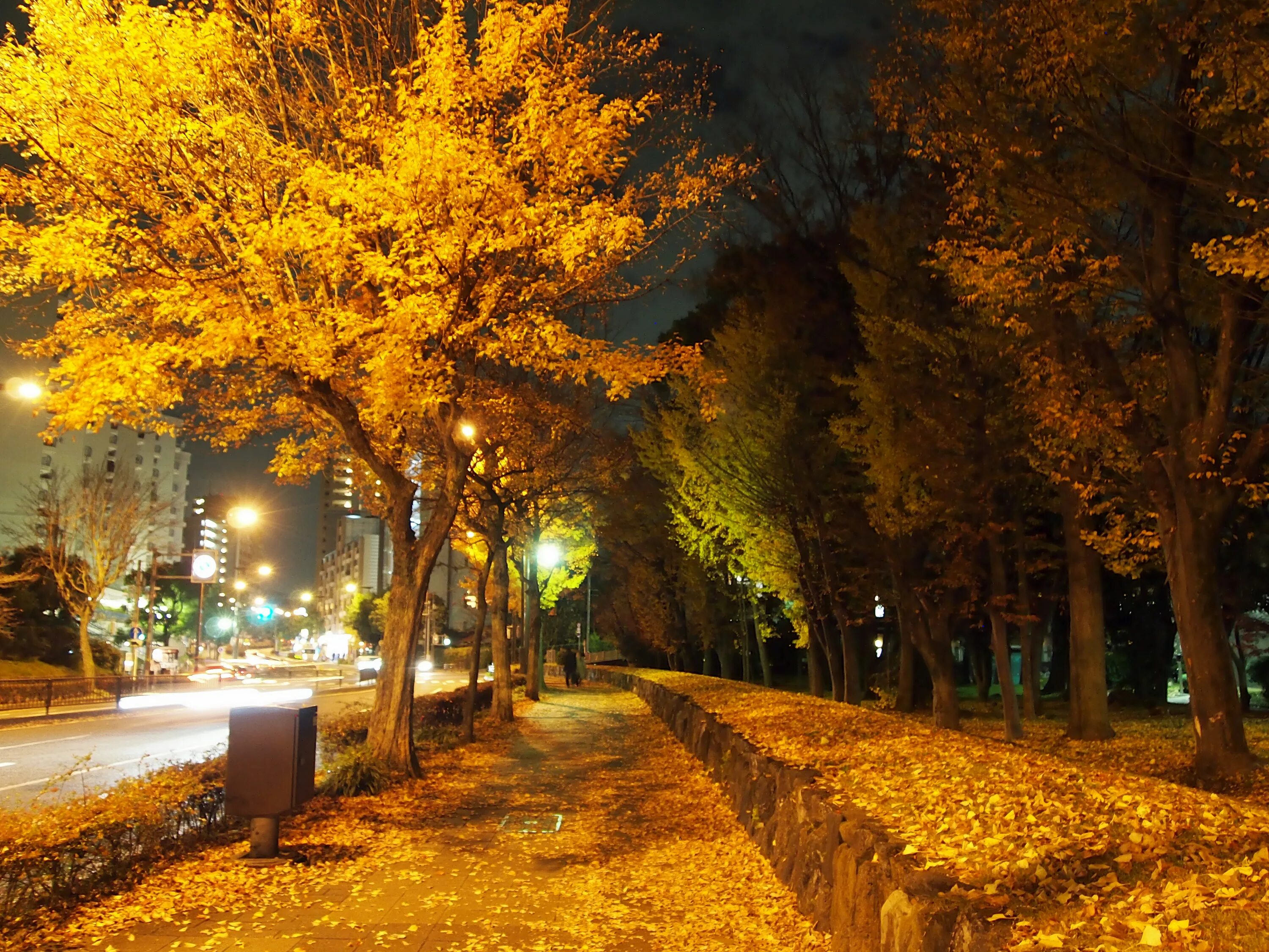 Улица золотистая. Вечерняя Золотая осень. Фото Солнечная осень в городе. Осенний вечер фото высокого разрешения. Улица зелень зима.