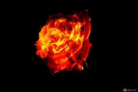 Fire rose