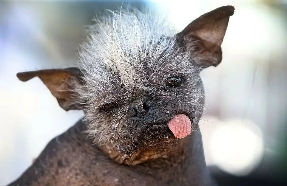 Анабель проклятие салема. Земля вампиров фильм 2016. Рейтинг самых страшных. Китайская хохлатая собака уродливая. Таблица хорроров фильмов.