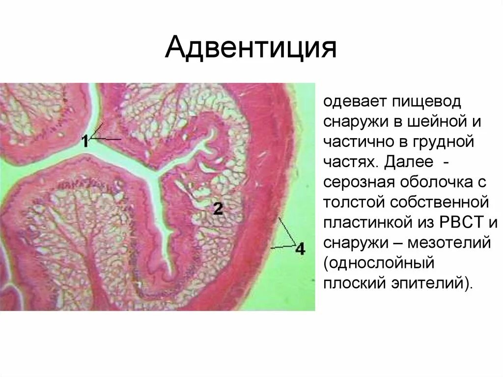 Баланопостит классификация. Отличие серозной оболочки от адвентициальной. Адвентициальные клетки функции. Разница адвентициальной и серозной оболочек. Адвентициальная оболочка пищевода.