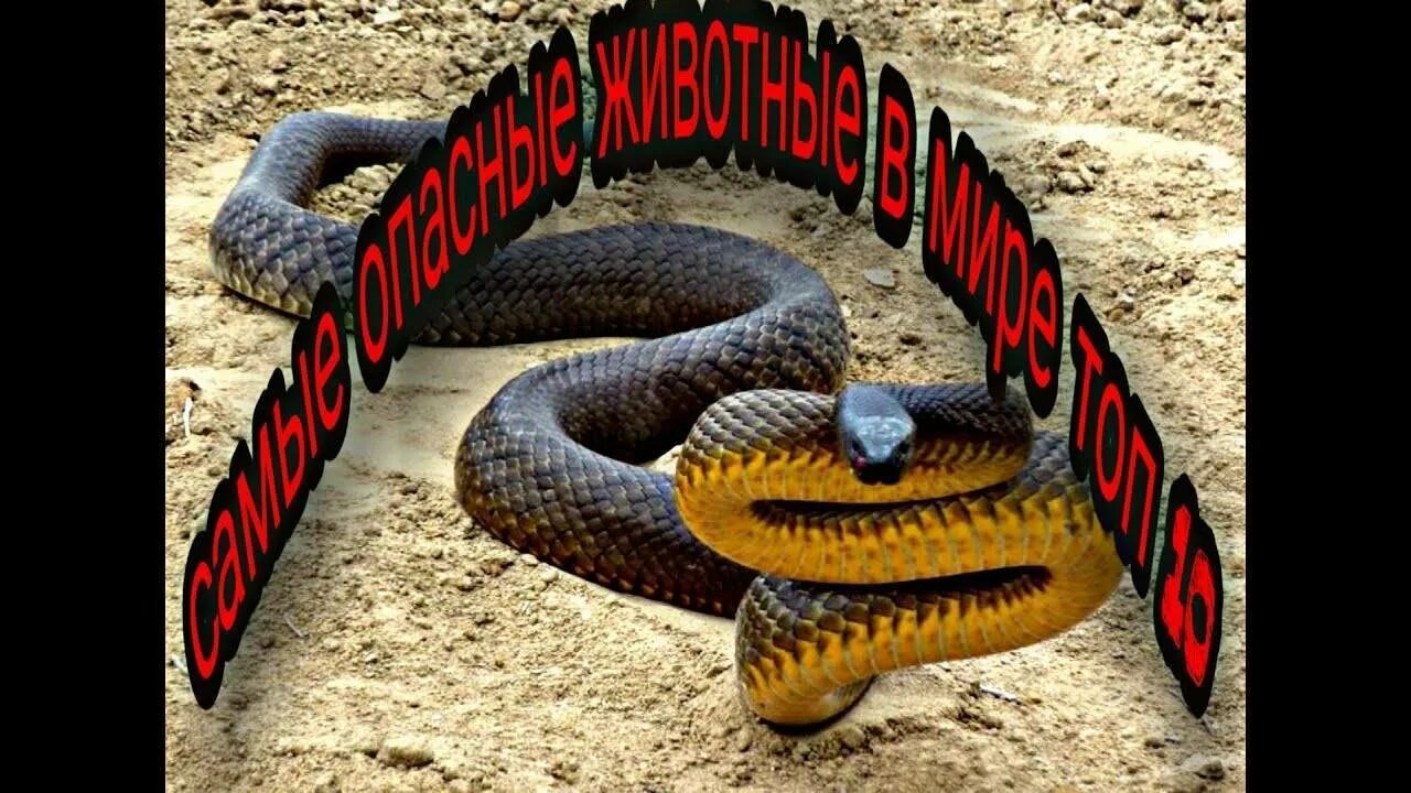 Какое е самое опасное. Самое опасное животное в мире. опасные животные россии. топ 10 самых опасных животных в мире.