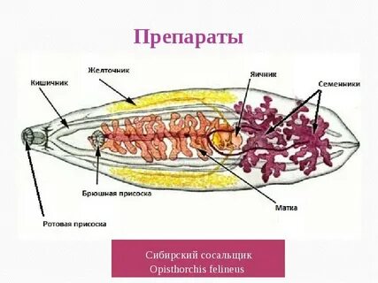 Кошачья двуустка строение