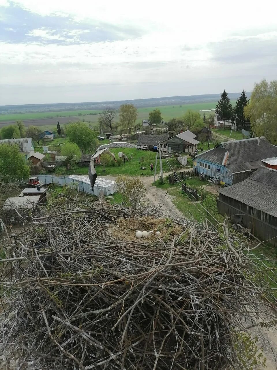 Старица
