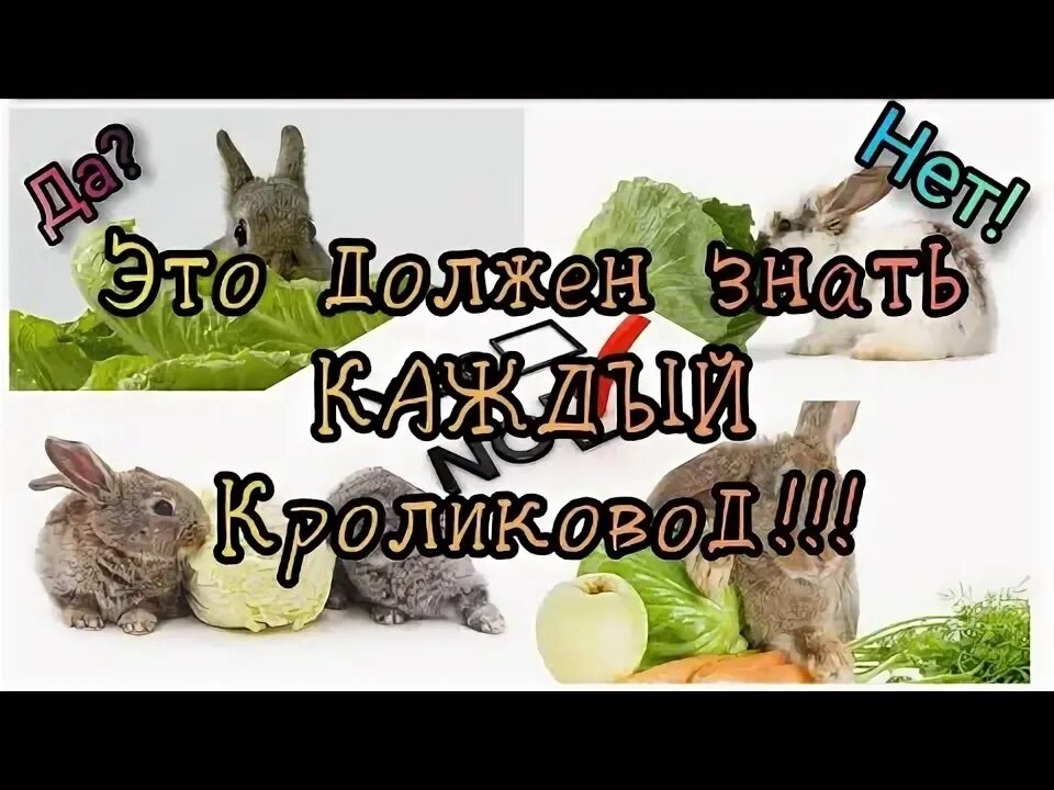 Кролик с капустой. Можно капусту давать кроликам. Кролик ест брокколи. Кролик с брокколи. Можно давать кроликам капусту