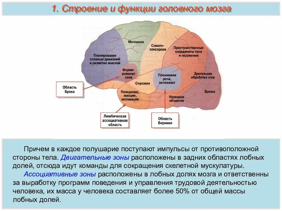 Доли переднего мозга функции. Строение функции долей мозг. Функции основных долей головного мозга. Функции лобной доли головного мозга.