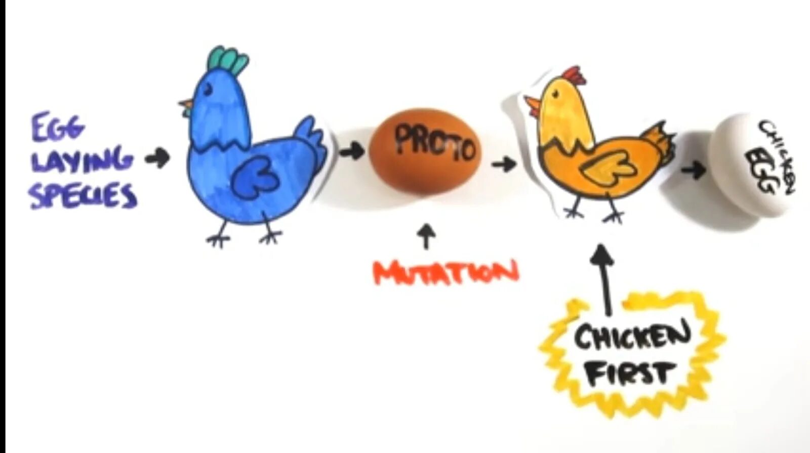 Chick 1. Курица или яйцо. Which came first the Chicken or the Egg. Who came first Chicken or Egg.
