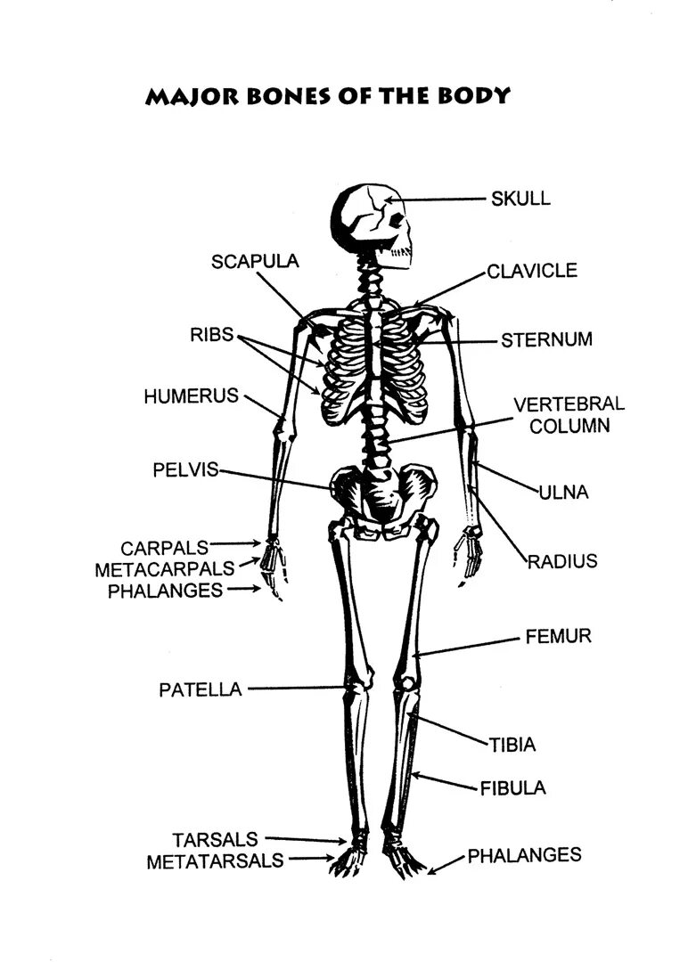 Скелет человека с названием частей тела. Части скелета на латыни. Латинские названия костей скелета туловища. Скелет туловища на латинском языке.