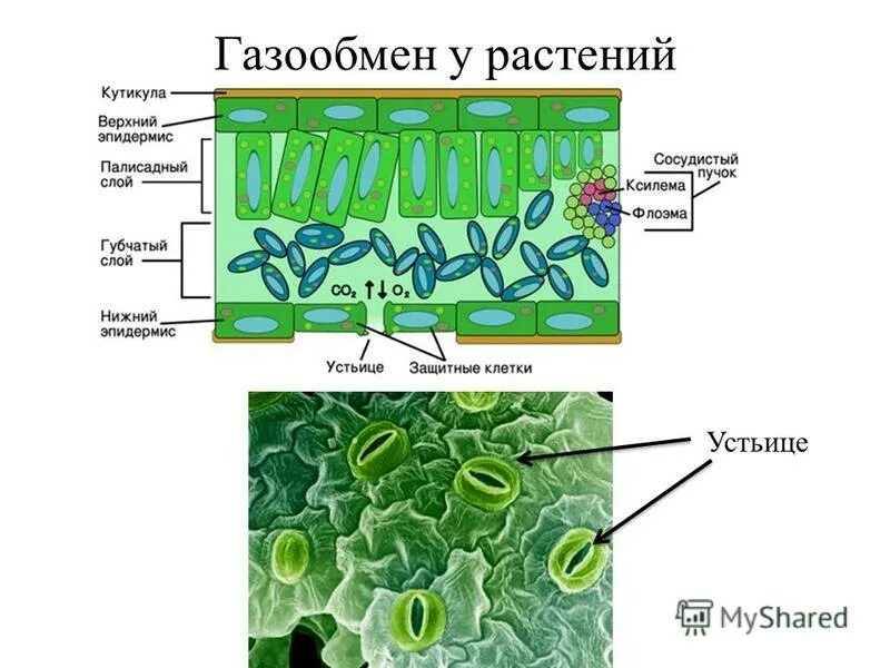 Газообмен какие клетки